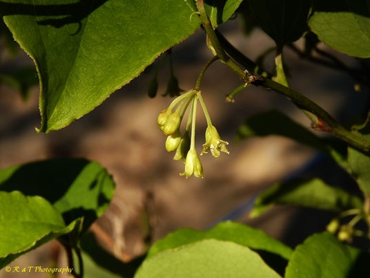 {Smilax rotundifolia}